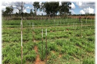 Brachiaria híbrida para fenação