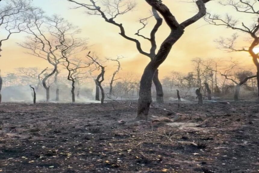 Local de preservação totalmente atingido pelos incêndios no Pantanal