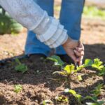 Prefeitura de Campo Grande orienta produtores para aderir ao Programa Terra Brasil