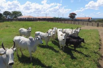 Premiação indica fazendas mais produtivas e sustentáveis do Brasil