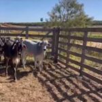 vacas guzonel cruzamento touros