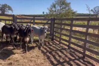 vacas guzonel cruzamento touros