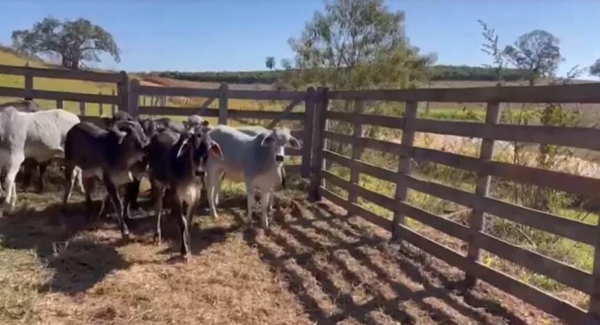 vacas guzonel cruzamento touros