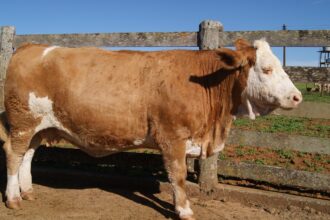 Vitória, da raça simental, foi o primeiro animal clonado no Brasil, clones