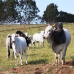 Atenção: pecuaristas devem atualizar cadastro de rebanhos na Iagro até o dia 30 de novembro