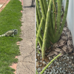 Iguana e Jiboia sao resgatadas em Sorriso