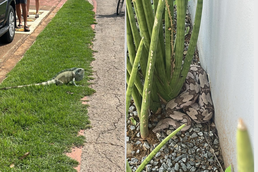 Iguana e Jiboia sao resgatadas em Sorriso