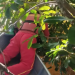 Corpo de trabalhador que sumiu, após churrasco no domingo, é encontrado no Rio Correntes