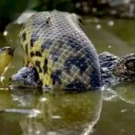 No momento, você está visualizando Imagens do Pantanal conquistam premiação em concurso internacional de fotografia 