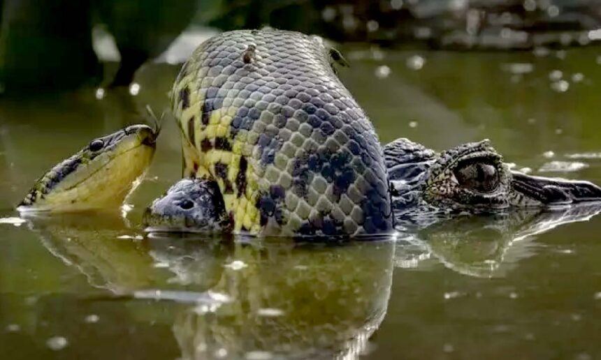 No momento, você está visualizando Imagens do Pantanal conquistam premiação em concurso internacional de fotografia 