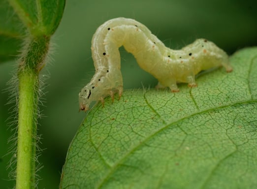 lagarta soja biopesticidas