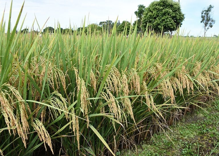 arroz na lavoura