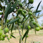 produção de azeitona para azeite no RS