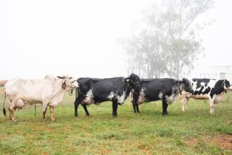 Pela primeira vez, ferramenta genômica vai reunir três raças de bovinos leiteiros