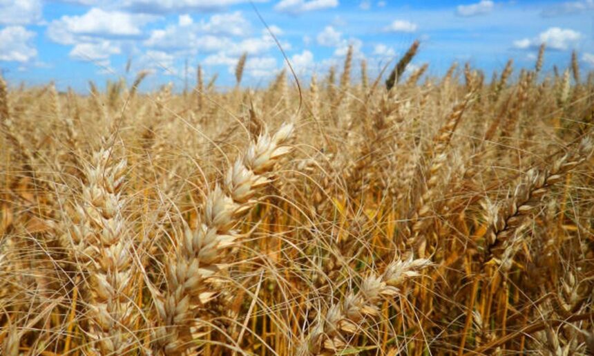 Lavoura de trigo no município de Ibirapuitã, RS, agricultura, safra, IBGE