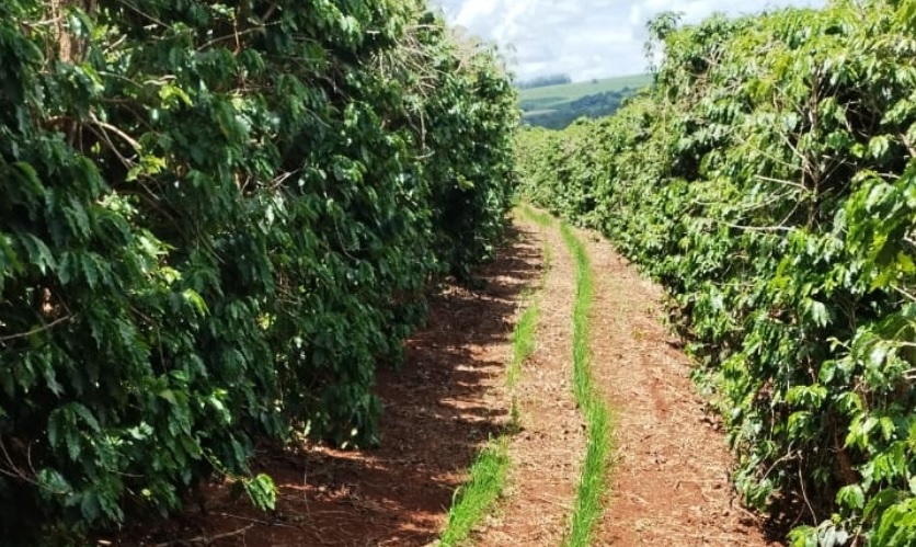 café, arroz, epamig