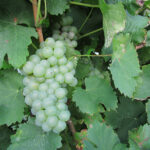 Uvas