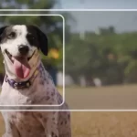 No momento, você está visualizando Carteira nacional para pets chega a MS para facilitar controle e a proteção animal