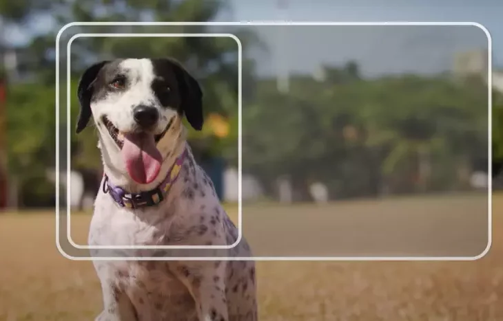 No momento, você está visualizando Carteira nacional para pets chega a MS para facilitar controle e a proteção animal