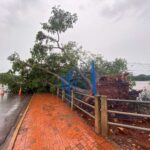 Árvore caída no Lago do Amor, em Campo Grande (Foto: Giovanna Dauzacker)