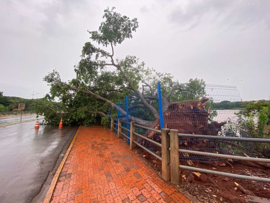 Árvore caída no Lago do Amor, em Campo Grande (Foto: Giovanna Dauzacker)