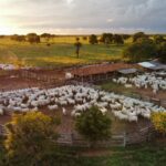 Brasil define suas estratégias para garantir uma produção de gado sustentável