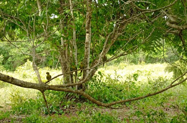 No momento, você está visualizando Imasul devolve 60 animais à natureza em ação no Recanto Ecológico Rio da Prata