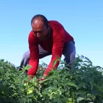 agricultura familiar, dia internacional agricultura familiar, celebração, oeste da bahia, barreiras, roça, irmãos, goiaba, tomate, produção, alimentar, mundo