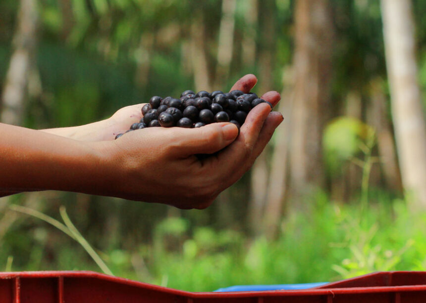 açaí