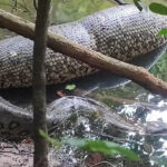 Sucuri Gigante foi filmada digerindo presa em rio de três lagoas