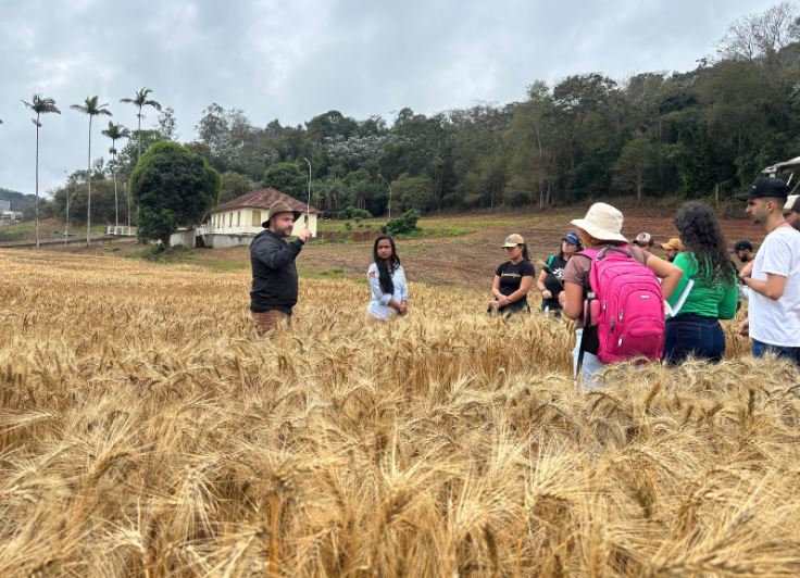 nova cultivar trigo Universidade Federal de Viçosa