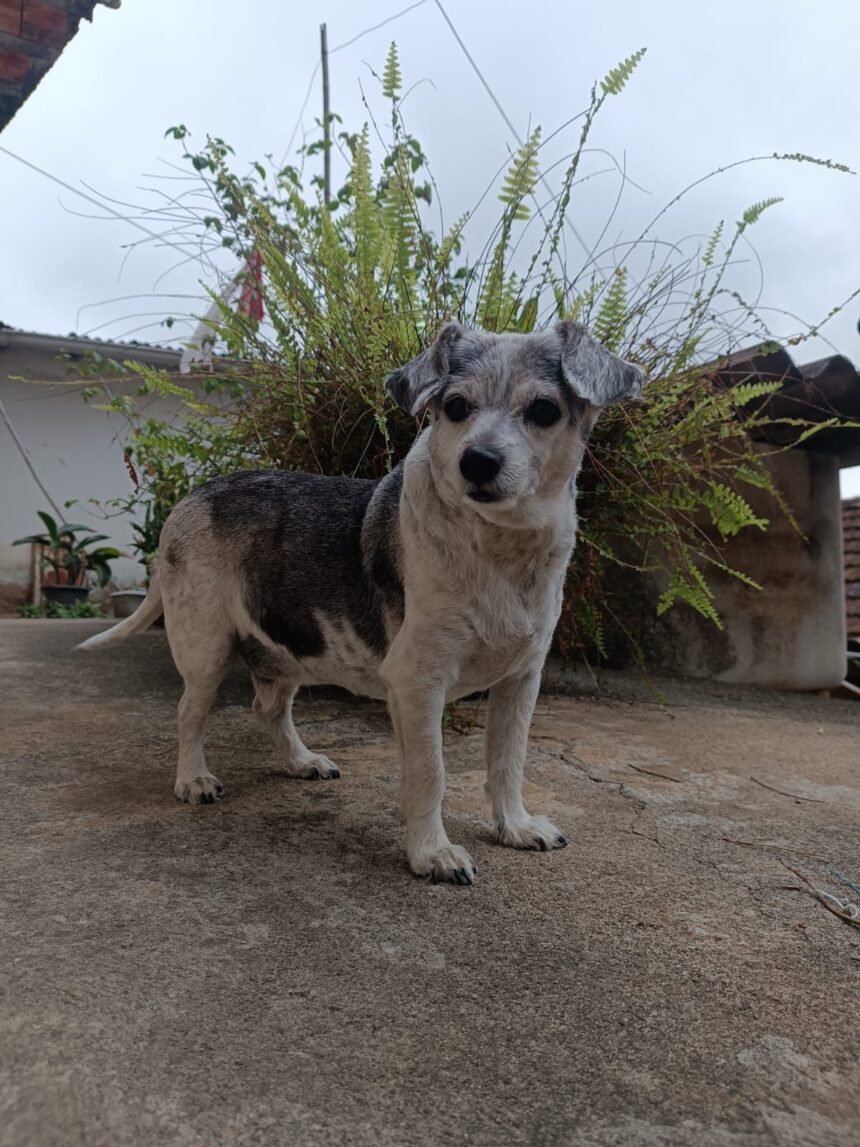 Animais idosos merecem atenção redobrada dos tutores