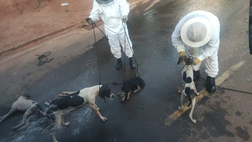 Cachorrinhos picados por abelhas