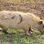 No momento, você está visualizando Calor extremo no Pantanal causa mudanças na pelagem das capivaras