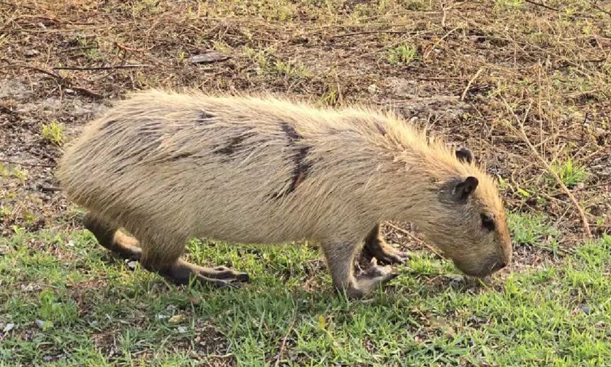 No momento, você está visualizando Calor extremo no Pantanal causa mudanças na pelagem das capivaras