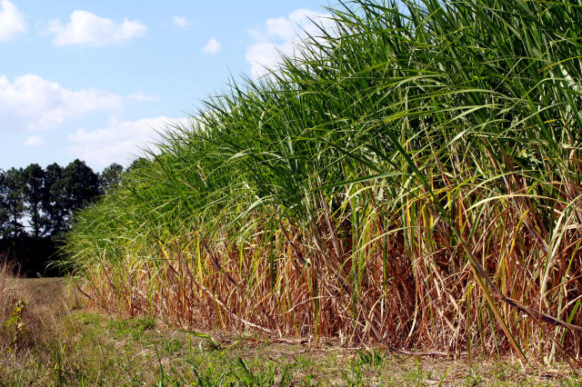 cana-de-açúcar